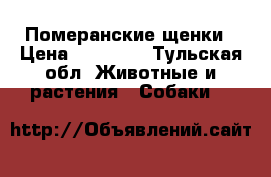 Померанские щенки › Цена ­ 13 000 - Тульская обл. Животные и растения » Собаки   